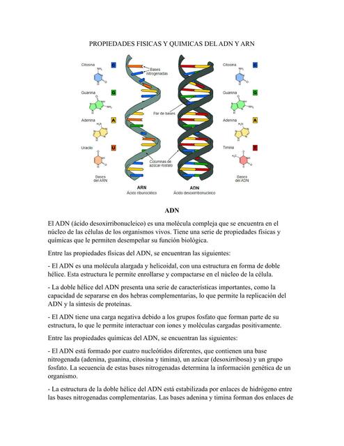 Propiedades Físicas y Químicas del ADN y ARN 