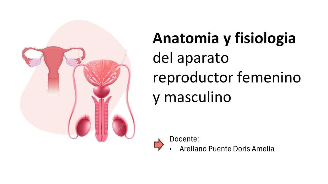 Anatomia y fisiologia de los aparato reproductor femenino y masculino