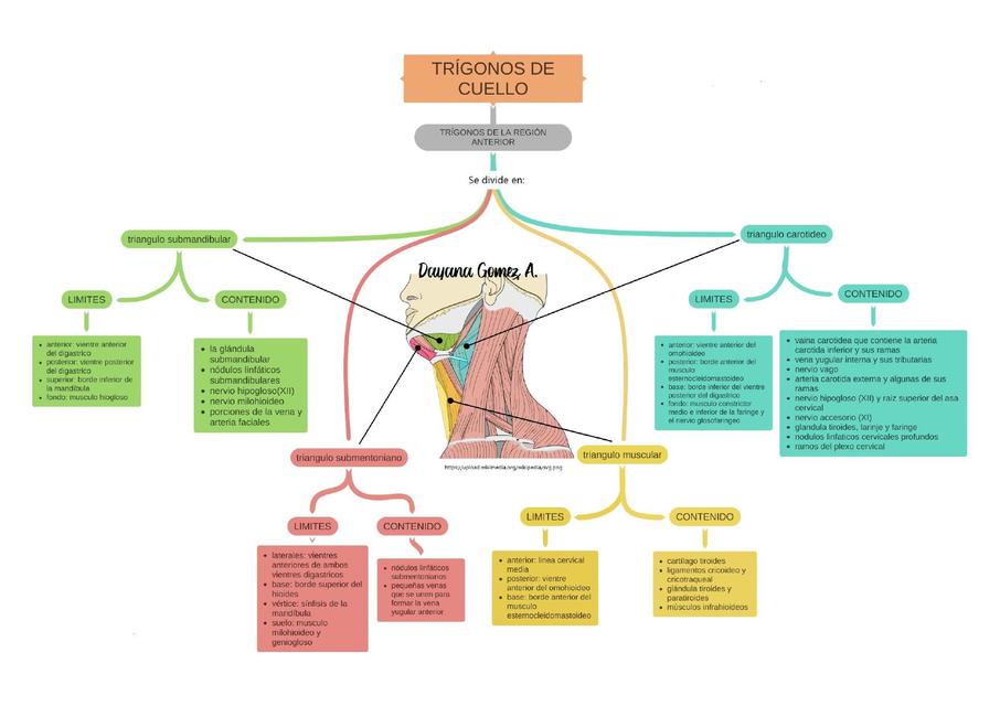 TRÍGONOS DE CUELLO 