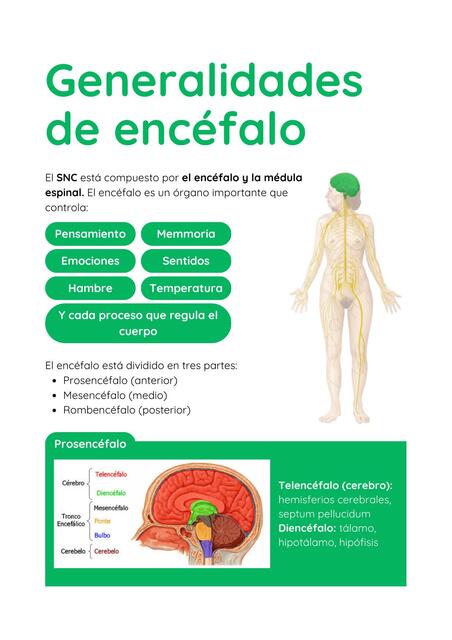 Neuroanatomía (encéfalo)