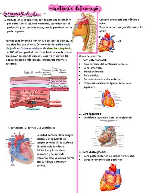 Anatomía del corazón