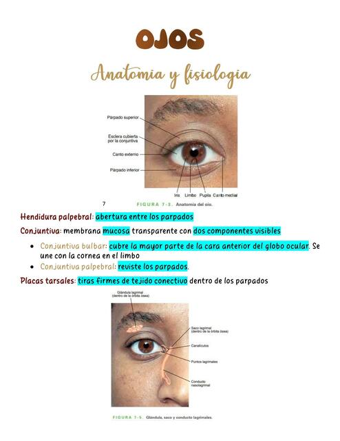 Ojos: Anatomía y Fisiología