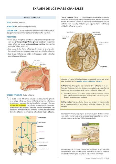 Examen de los pares craneales