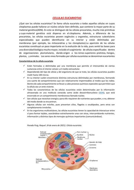 Células Eucariotas 