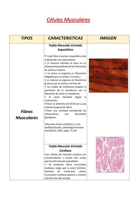 Células Musculares 