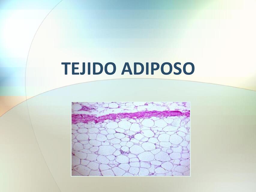 Tejido Adiposo 