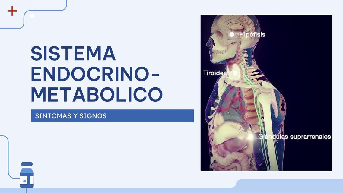 Sistema Endocrino Metabólico 