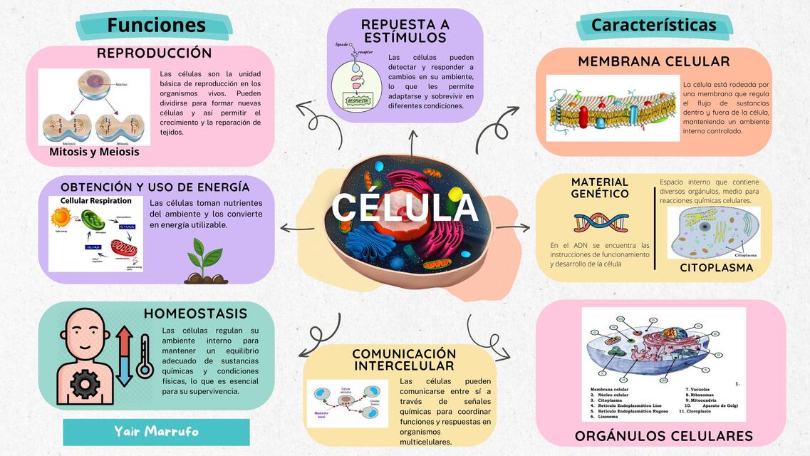 Mapa Mental Celula Características y funciones 