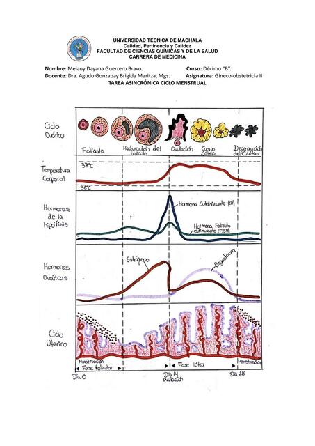 Ciclo menstrual 