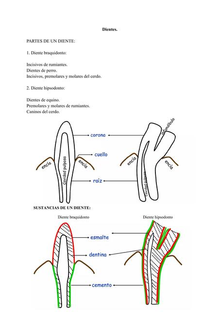 Odontología Veterinaria