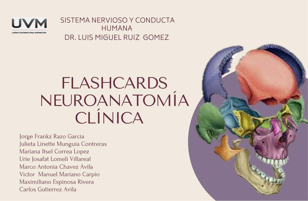 Flashcards Neuroanatomía Clínica