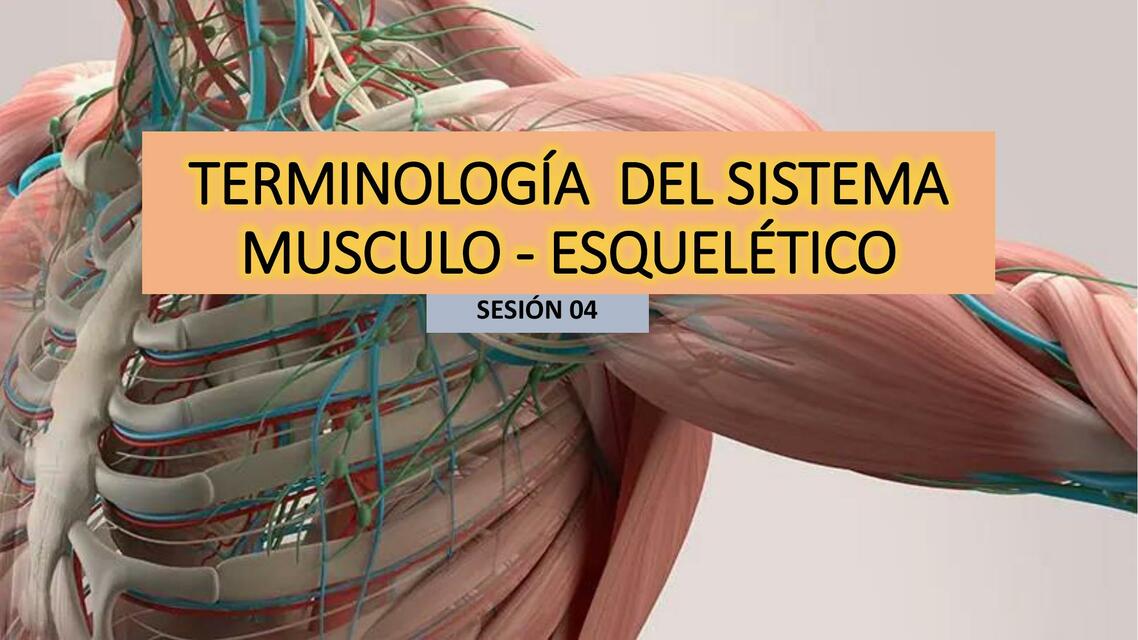 Terminos Medicos Del Sistema Musculo Esqueletico