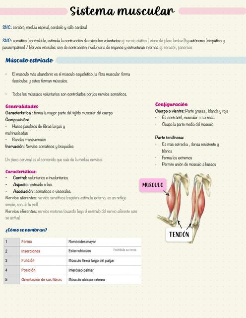 Sistema  Muscular