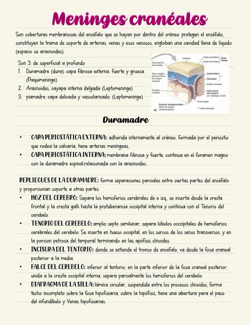 Meninges Craneales 