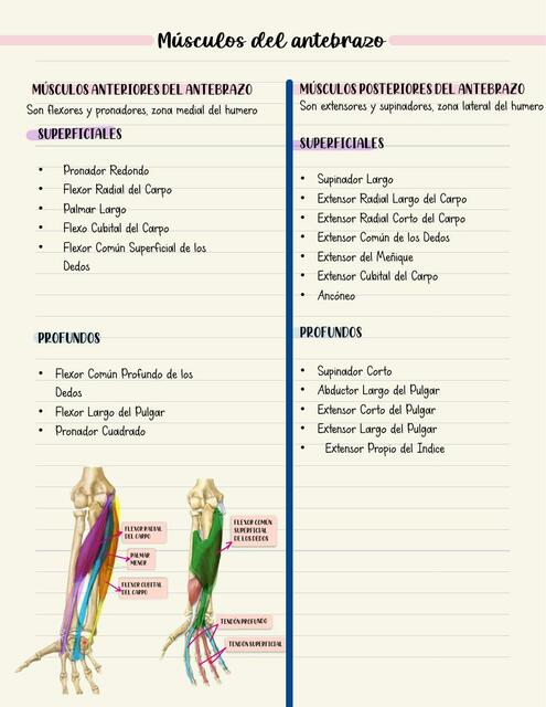 Músculos del Antebrazo 