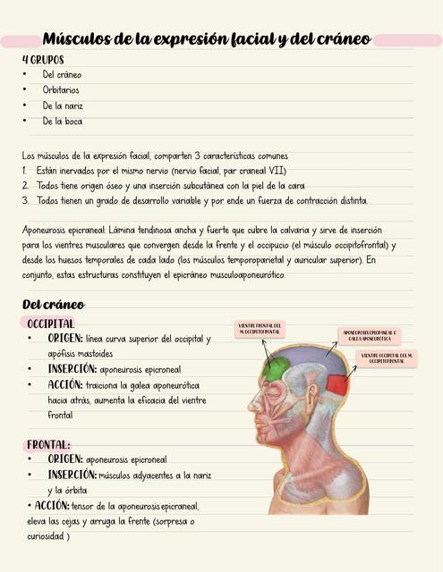 Músculos de la Expresión Facial y del Cráneo 