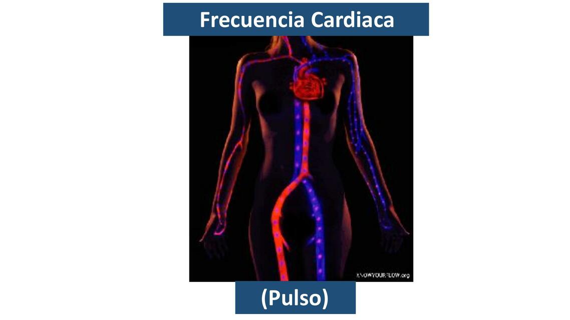 Pulso y Respiración 