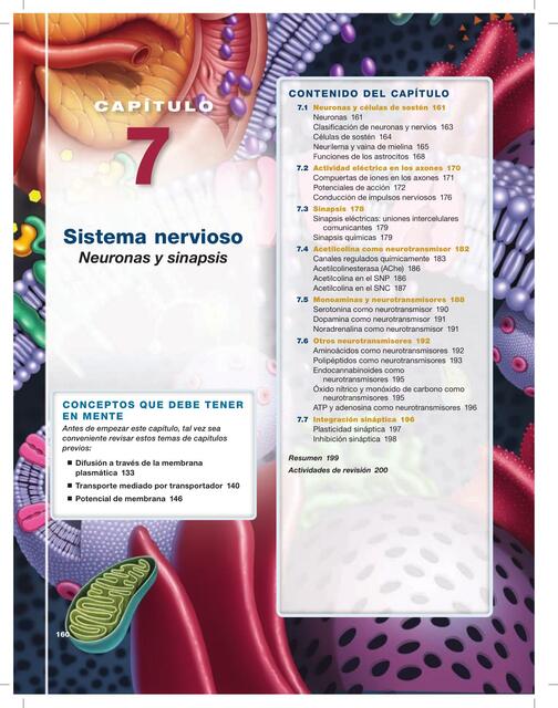 Sistema Neuronas y Sinapsis 