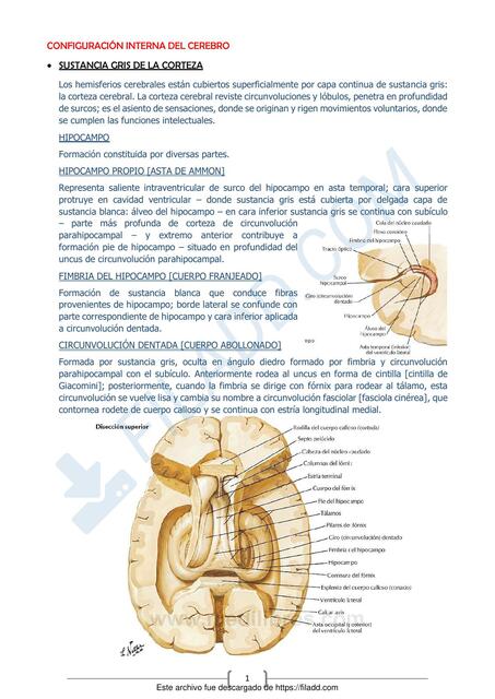  Configuración interna del Cerebro 