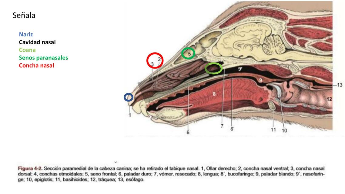 Sistema Respiratorio IMG