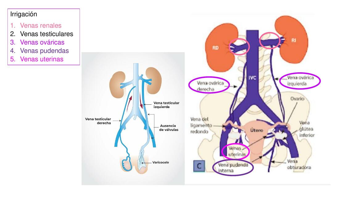 Sistema Excretor 