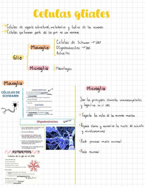 Células Gliales