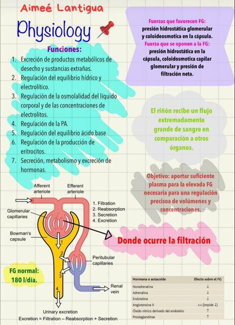 Fisiología Renal 