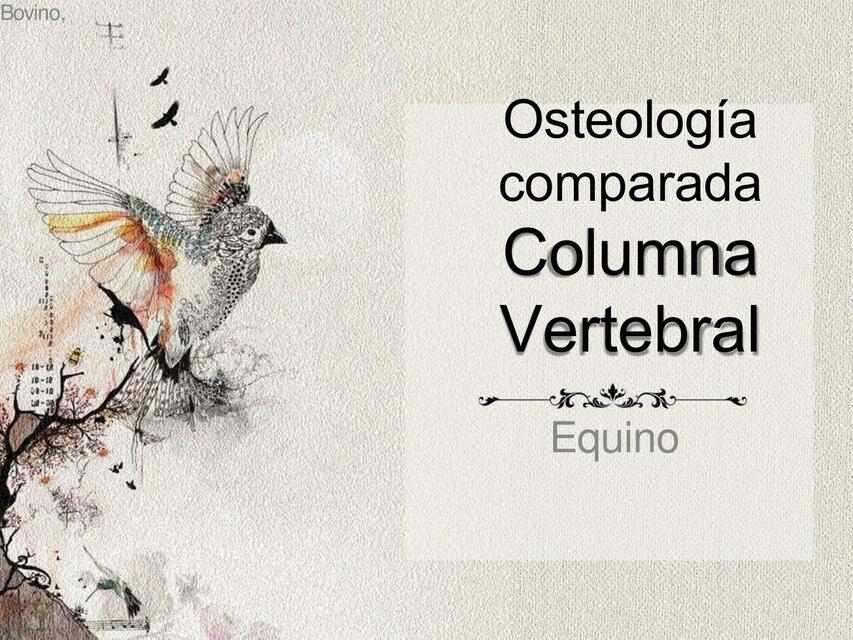 Columna Vertebral 