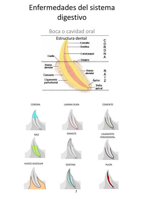 Enfermedades del Sistema Digestivo