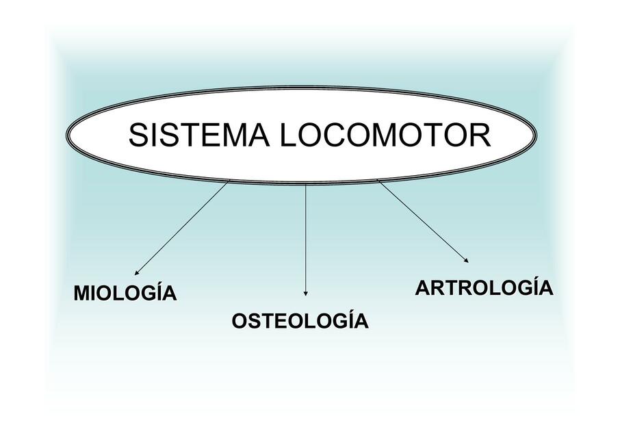 Sistema Locomotor