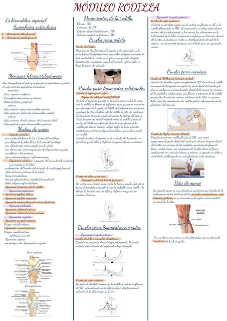 Módulo rodilla  