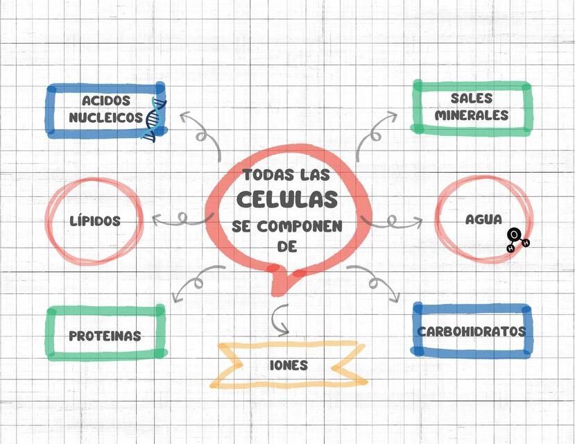 Todas las Células se Componen de 
