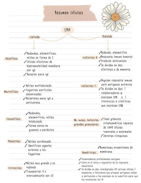 Células inmunología