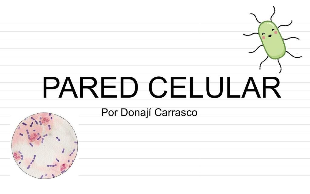 Pared celular bacteriana