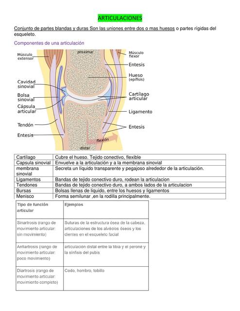 Articulaciones 