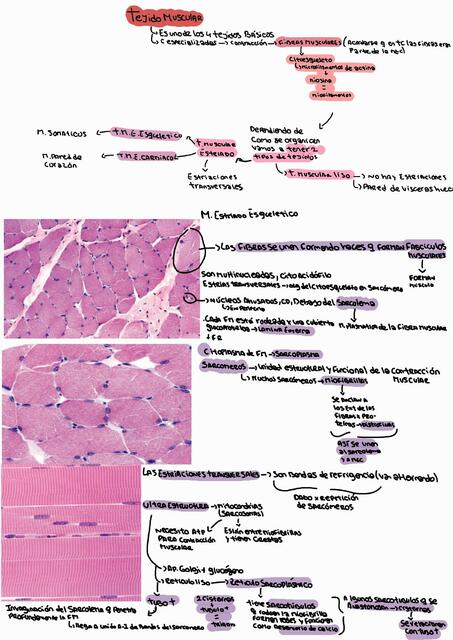 Tejido Muscular