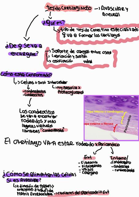 Tejido cartilaginoso y hueso