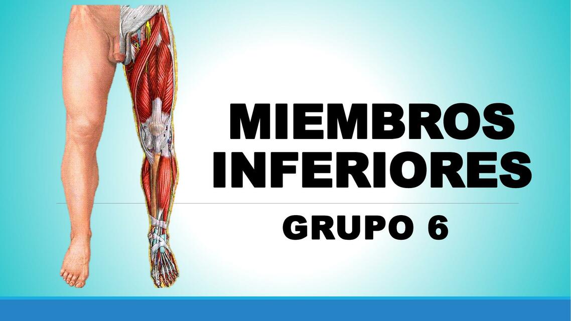 Miembros Inferiores 