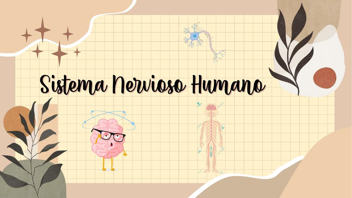 Sistema Nervioso Humano 