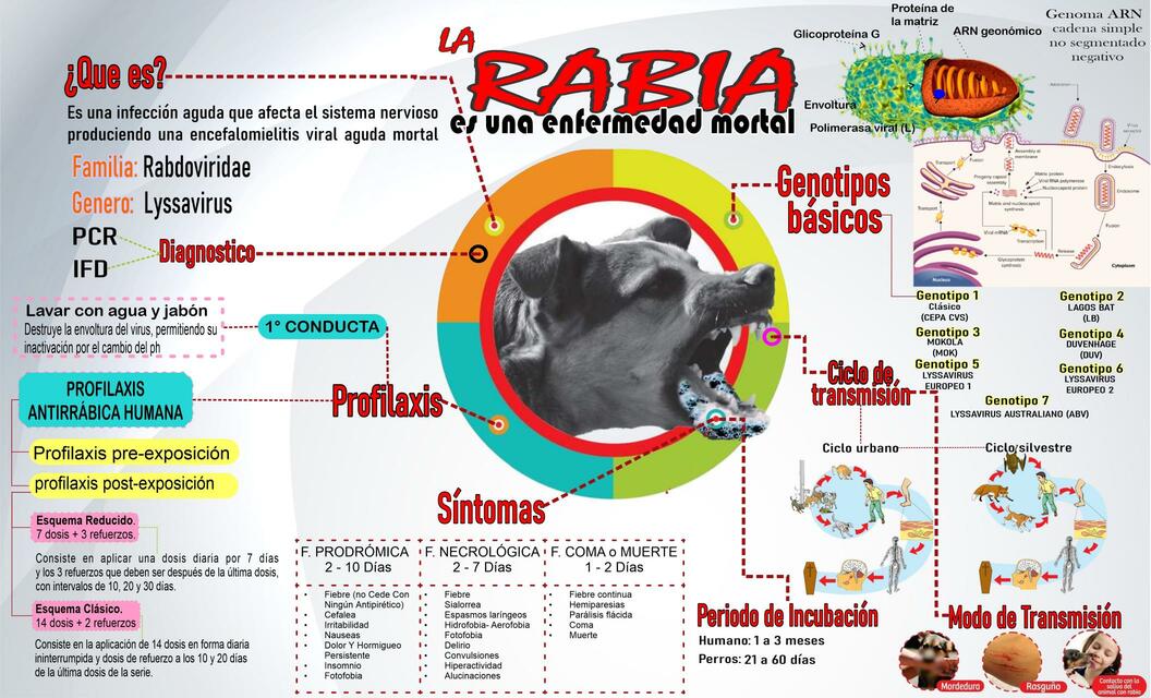 Virus de la rabia