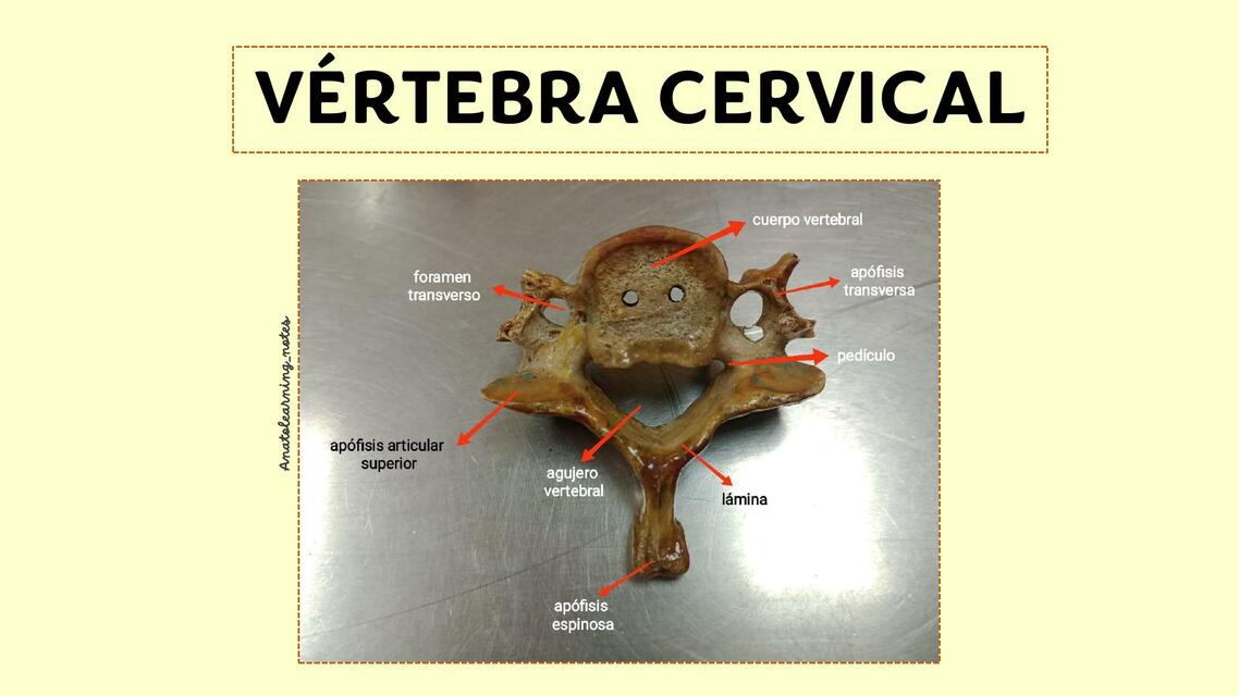 Estructura de las vértebras