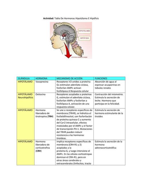 Tabla hormonas hipotálamo e hipófisis