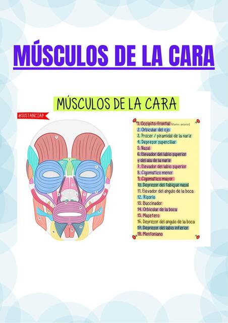 MÚSCULOS DE LA CARA