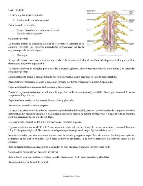 Sistema Nervioso