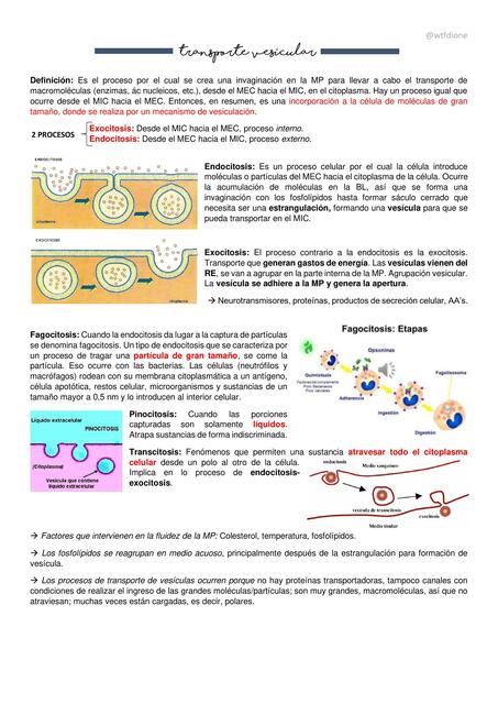 Transporte Vesicular 7