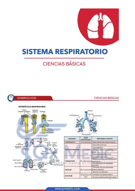 Sistema respiratorio 