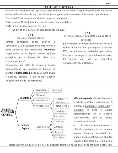 Sistema Nervioso: SNC, SNP, SNA (simpático y parasimpático) y meninges.