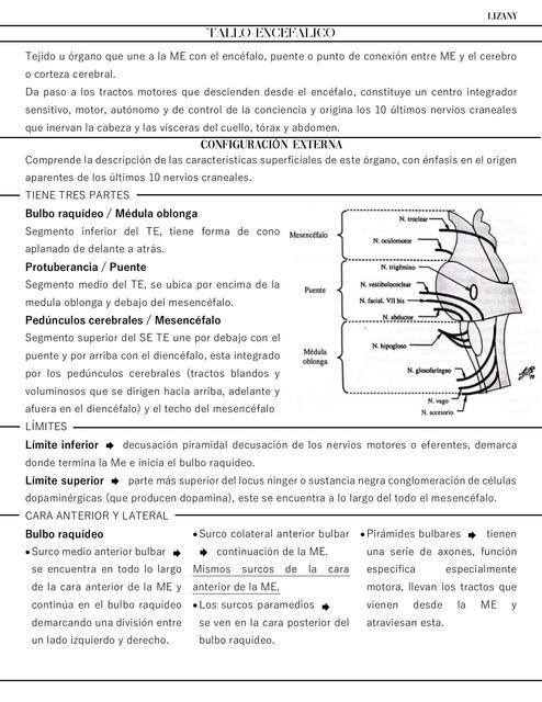 Tallo Encefálico: Configuración Externa (pares craneales).