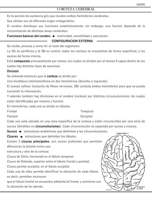 Corteza Cerebral: áreas de Broadmann.