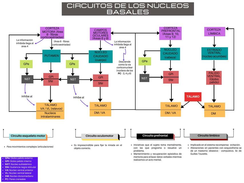 Circuitos de los núcleos basales